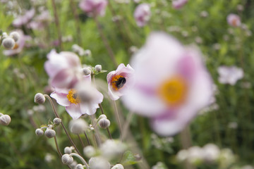 flor