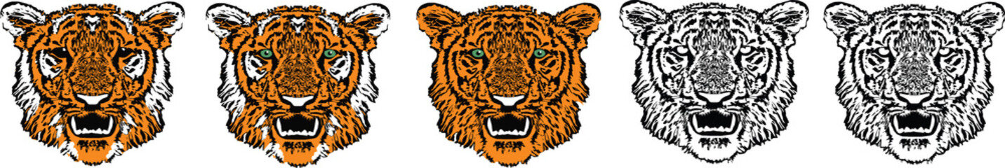 Five tigers close up, redhead, striped, black and white, transparent, green eyes on white background, isolated, vector