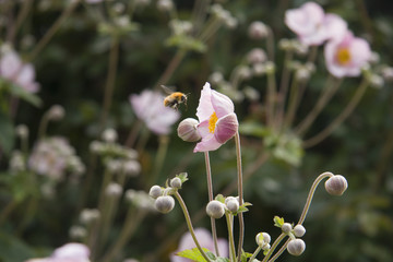 flor