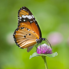 Natural Butterflies and Flowers