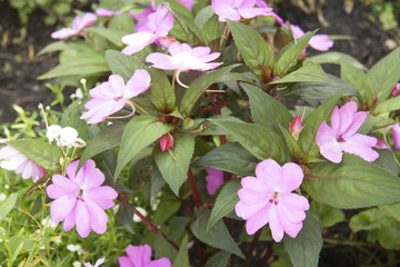 flor flower