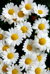 Macro of beautiful white daisies flowers.