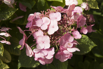 flor