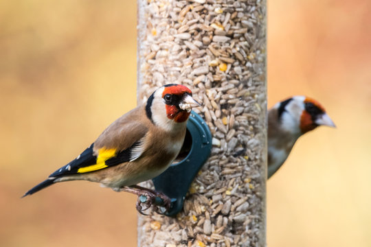 Goldfinch feeder