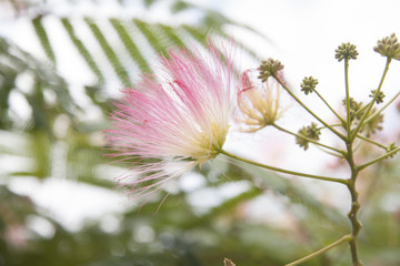 flor flower