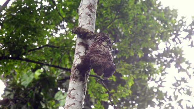 three-toed sloth climbing a tree in Costa Rica 