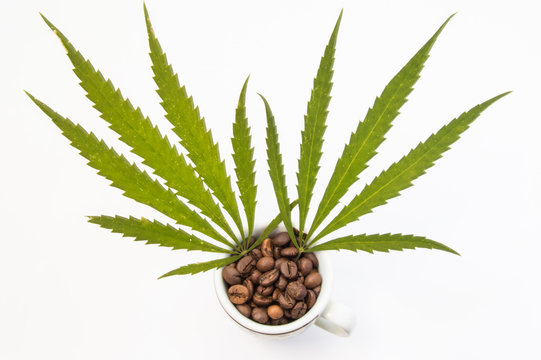 Marijuana or cannabis (hemp) with coffee (caffeine). Two cannabis leaf sticking out of small cups filled with coffee beans. Concept photo to show interaction of marijuana with coffee on human body