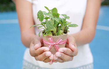 Small tree in a pot wrapped in burlap on woman hands against garden background.