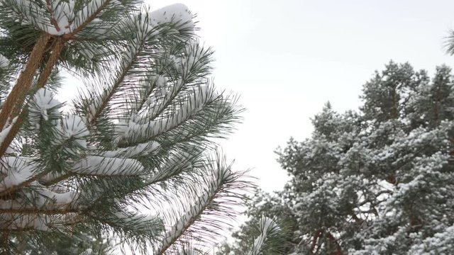 Beautiful tree covered with snow, close-up view, in the frosty winter, the Christmas forest
