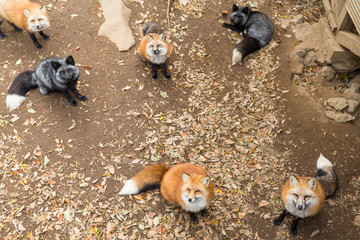 Group of fox looking for food