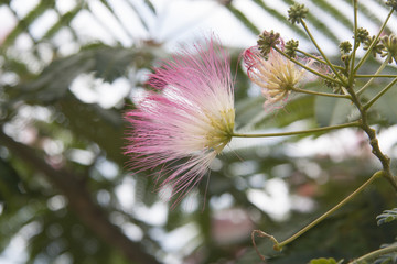 flor