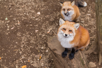 Fox looking up