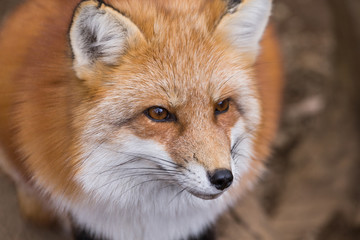 Adorable fox