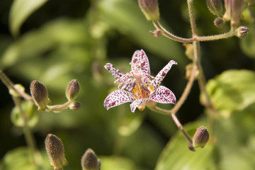 flor