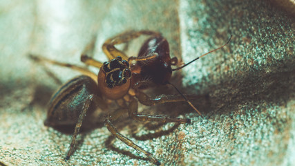 Amazing Spider. (vintage style)