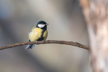 Bird - Great Tit (Parus major). Bird is sitting on a branch next to the feeder. Winter time.