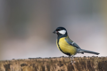 Bird - Great Tit (Parus major) on yellow background. Birds sitting on a tree stump next to the feeder. Winter time.
