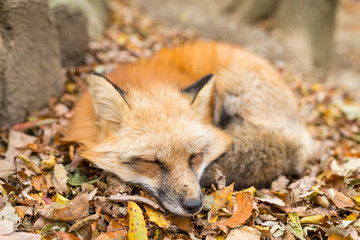 Sleepy red fox