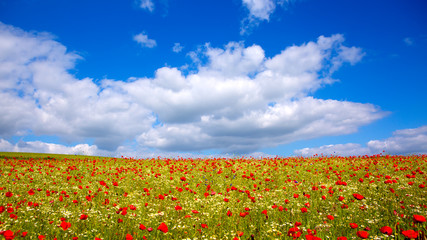 Wild poppy flowers on blue sky background.
