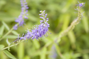 flor