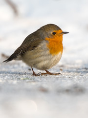 Bird in winter - European robin (Erithacus rubecula).