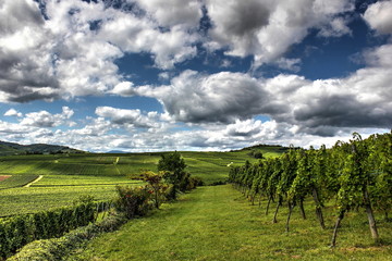 Vineyards in summer