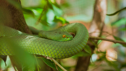 Green snake (vintage style)