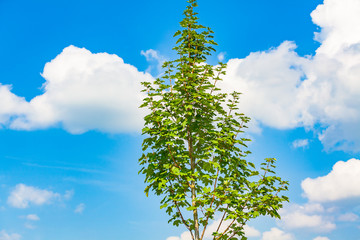 view of a young tree