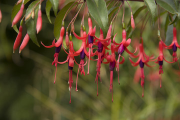 flor flower