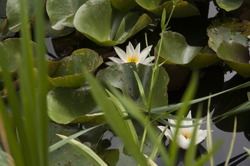 flor flower nenufar
