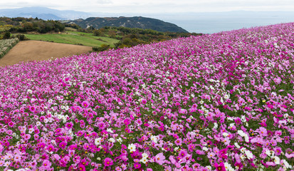 Fototapeta premium Cosmos flower