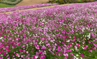Obraz premium Cosmos flower in field