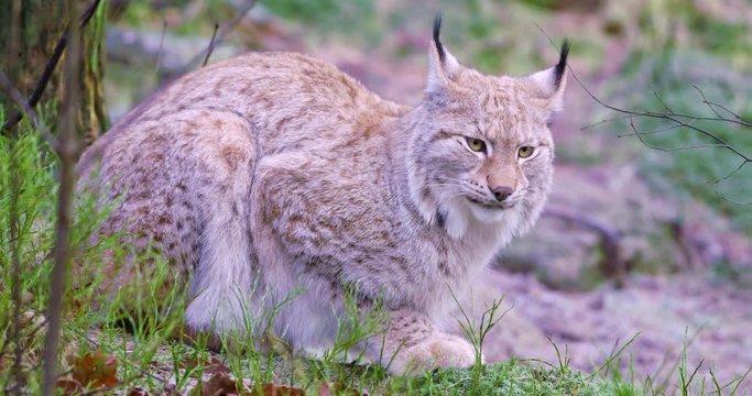 European lynx cat lies in the forest at early winter