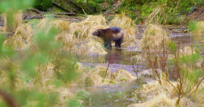 One wolverine walking on a frozen lake in the forest
