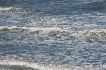 Obraz premium Outerbanks