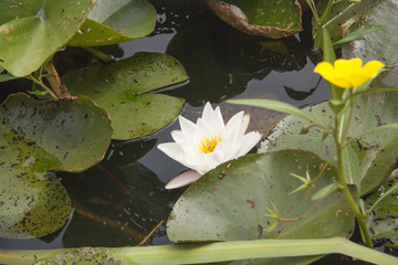 flor flower nenufar