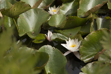flor flower nenufar