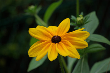 Rudbeckia jaune au crépuscule en été