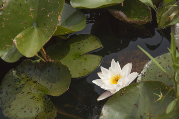 flor flower nenufar