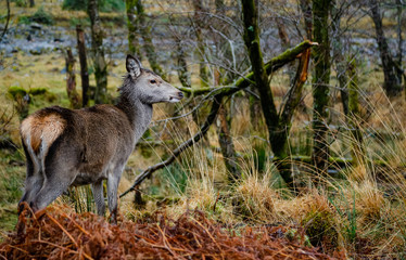 deer in glen etive in winter