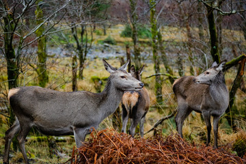Obraz na płótnie Canvas deer in glen etive in winter