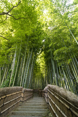 Fototapeta na wymiar Bamboo path in Arashiyama, Kyoto, Japan