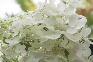 flor