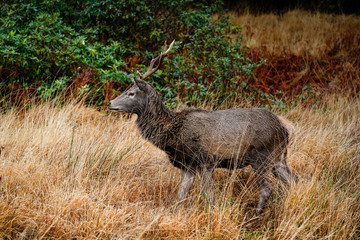 deer in glen etive in winter