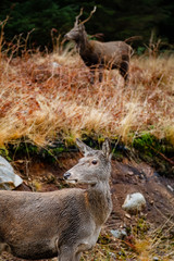 deer in glen etive in winter