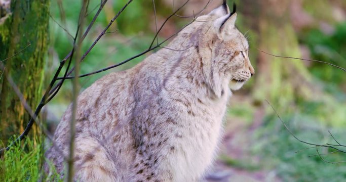 European lynx sitting and lying in the forest