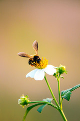 Honey bee collecting pollen and drink nectar on small white flowers, natural blurred background,...