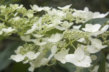 flor