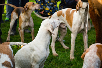 hounds ready for the hunt