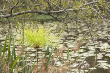 nenufares